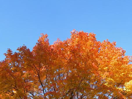 秋晴れの紅葉 秋晴れの紅葉の写真