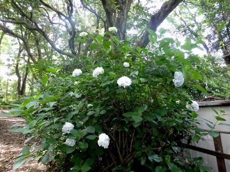林道脇で咲き始めた白いアジサイ アジサイ,花,植物の写真素材
