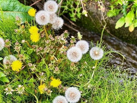タンポポの種 タンポポの種 タンポポ,種,春の写真素材