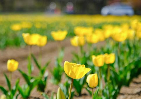 Flower Park Tulips, JPG Flower Park Tulips, JPG