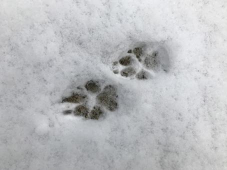 足あと 足あと 犬,足あと,足跡の写真素材
