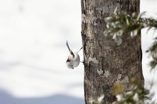 Upside-down long-tailed tit, JPG