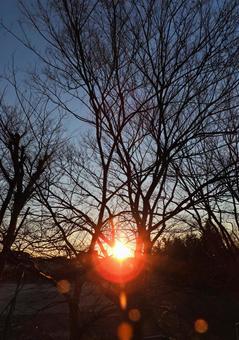 木々と朝日 木々と朝日の写真