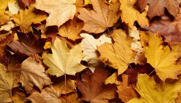 落ち葉イメージA1の写真