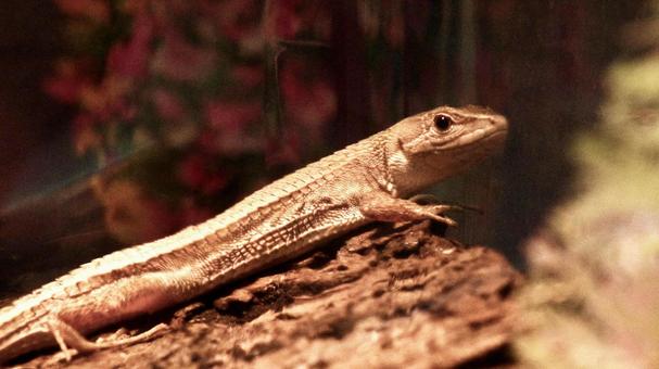 二ホンカナヘビの写真