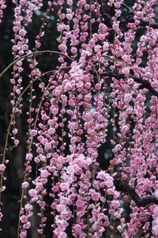 ウメの花 ウメの花 ウメ,花,植物の写真素材