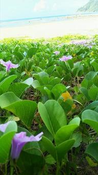 植物 植物の写真