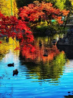 紅葉の映える公園の青い水面と鴨 紅葉の映える公園の青い水面と鴨 カモ,鳥,浮かぶの写真素材