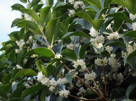 甘い香り 甘い香り 柊木犀,銀木犀,ガーデニングの写真素材