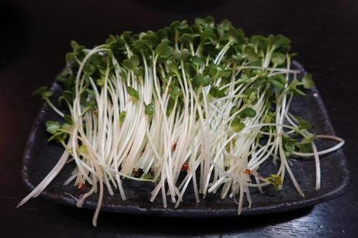 カイワレ大根（アップ） かいわれ,カイワレ,大根の写真素材
