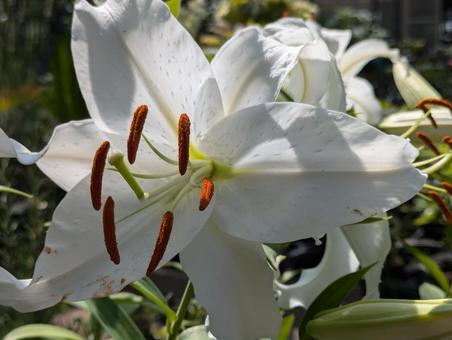 陽射しの中のユリの花 陽射しの中のユリの花 百合,花,はなの写真素材