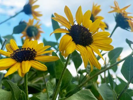 青空に向かって咲く夏のヒマワリの花 青空に向かって咲く夏のヒマワリの花 ひまわり,向日葵,夏の写真素材