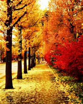 札幌厚別１３条通りのイチョウ並木 イチョウ並木,絶景地,日差しの写真素材