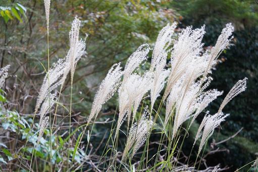Pampas grass swaying in the autumn breeze, JPG