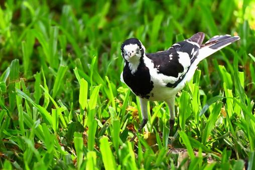 モノクロが可愛いツチスドリ ツチスドリ,モノクロ,白黒の写真素材