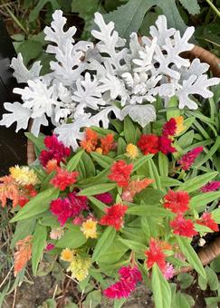 花★ミニケイトウ 花,ミニケイトウ,フラワーの写真素材