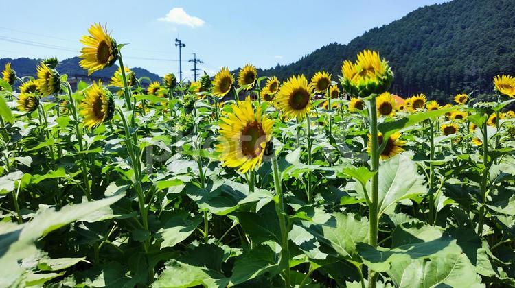 夏を抱きしめる花畑 ひまわり,洲原ひまわりの里,黄金色の花畑の写真素材