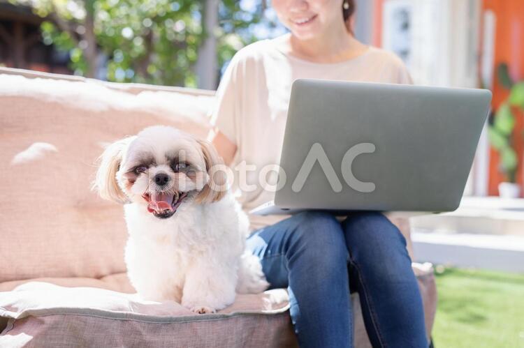 ドッグカフェでノートパソコンを使う女性 ドッグカフェ,犬,ノートパソコンの写真素材