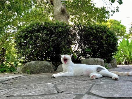 Photo, cat, white cat, yawn, 