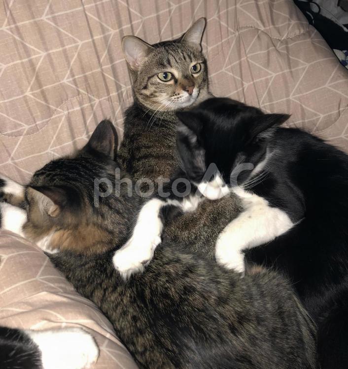 ココはドコな猫 猫,ネコ,ねこの写真素材