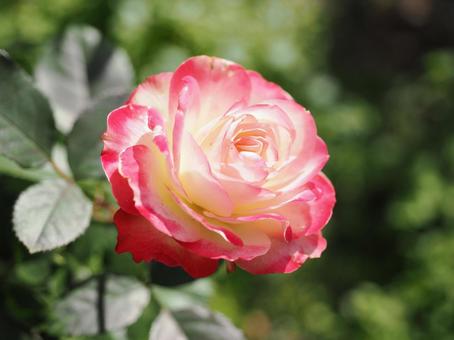 バラガーデンにて撮った薔薇の写真 バラガーデンにて撮った薔薇の写真 花,薔薇,花びらの写真素材