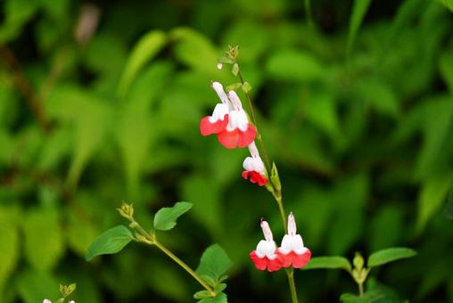 チェリーセージの可憐な花 チェリーセージの可憐な花 チェリーセージ,サルビア・ミクロフィラ,サルビア・グレッギーの写真素材