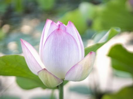 ピンク色のハスの花 ピンク色のハスの花の写真
