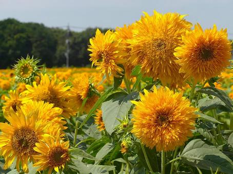夏の日差しをタップリ浴びた八重咲ひまわり 夏の日差しをタップリ浴びた八重咲ひまわりの写真