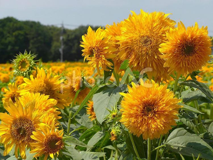 夏の日差しをタップリ浴びた八重咲ひまわり 向日葵,ヒマワリ,ひまわり畑の写真素材