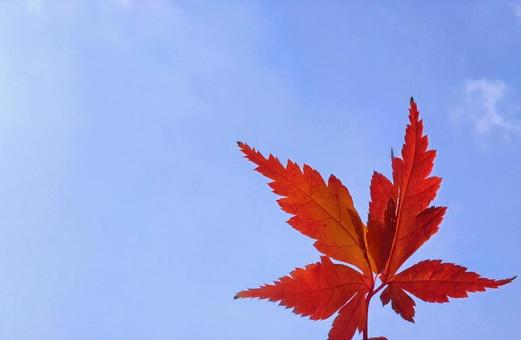 もみじと空 もみじ,秋,空の写真素材