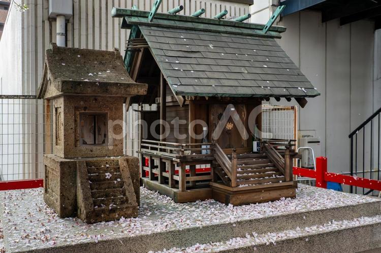 長町三丁目小社の桜⑴ 花,桜,花びらの写真素材