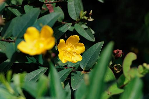 公園の黄色いセイヨウキンバイの花の写真