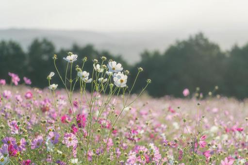 長崎-【白木峰高原のコスモス】 長崎-【白木峰高原のコスモス】の写真