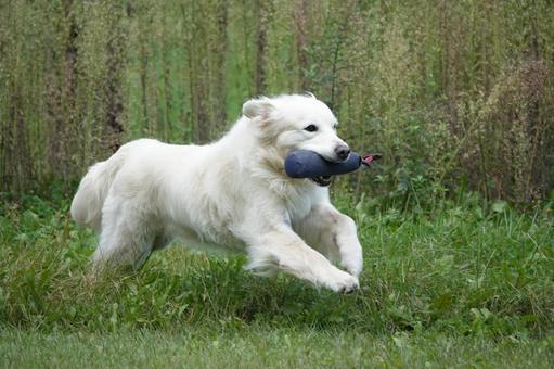 The Retrievers 犬,大型犬,レトリーバーの写真素材