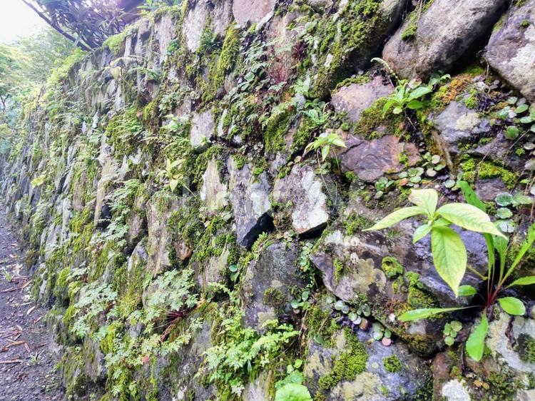 苔の生えた古い石垣 石垣,苔,コケの写真素材