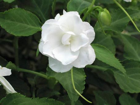 アフリカホウセンカ アフリカホウセンカ,アフリカ鳳仙花,インパチェンスの写真素材