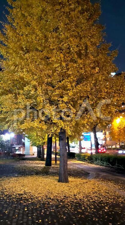 夜輝く黄金色の銀杏並木 銀杏,秋,紅葉の写真素材