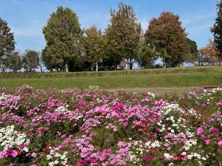 コスモス コスモス,コスモス畑,公園の写真素材