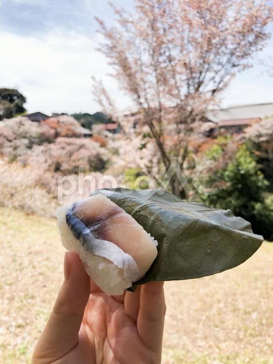 桜と柿の葉寿司 おいしい,柿の葉寿司,桜の写真素材
