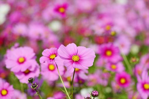 コスモス畑の写真