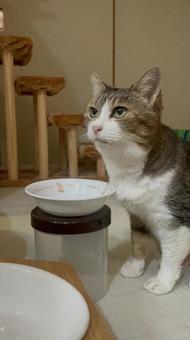 わが家のネコC わが家のネコC ねこ,かわいい,いとおしいの写真素材