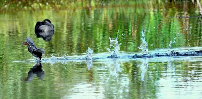 カイツブリ走る カイツブリ,池,走るの写真素材