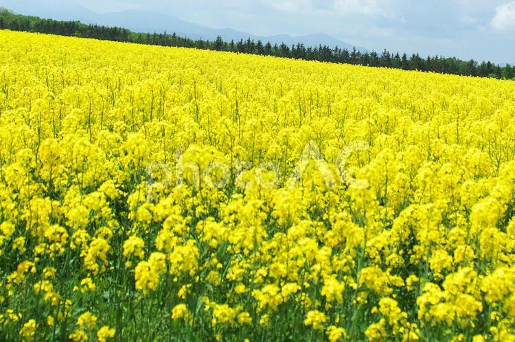 美しい満開の菜の花 菜の花畑,明るい,旅行の写真素材