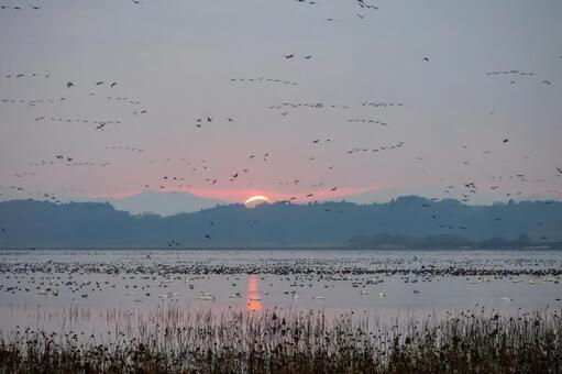 伊豆沼の朝(544) 伊豆沼,朝,夜明けの写真素材
