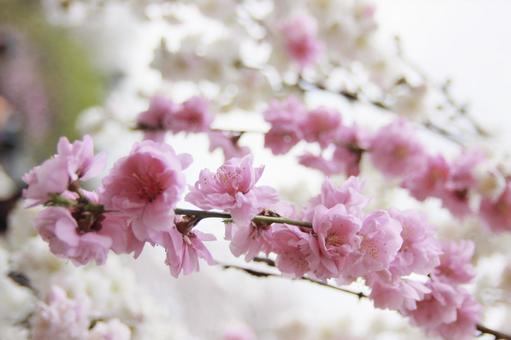 Beautiful Sakura, JPG