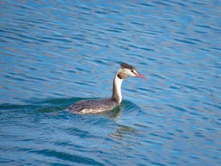 冬の湖を泳ぐカンムリカイツブリ カンムリカイツブリ,野鳥,動物の写真素材