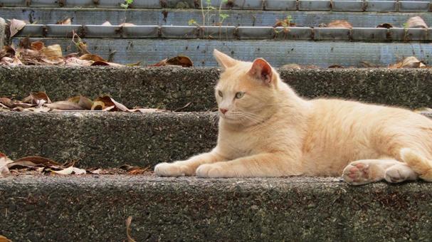 薄茶ねこ11の写真