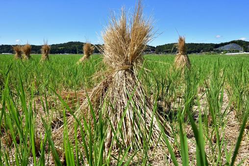 わら立て わら立て わら立て,わら,稲の写真素材