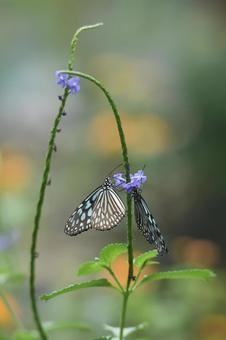 蝶々 自然,風景,蝶々の写真素材
