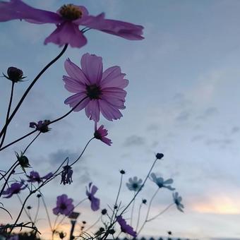 夕暮れの秋桜の写真
